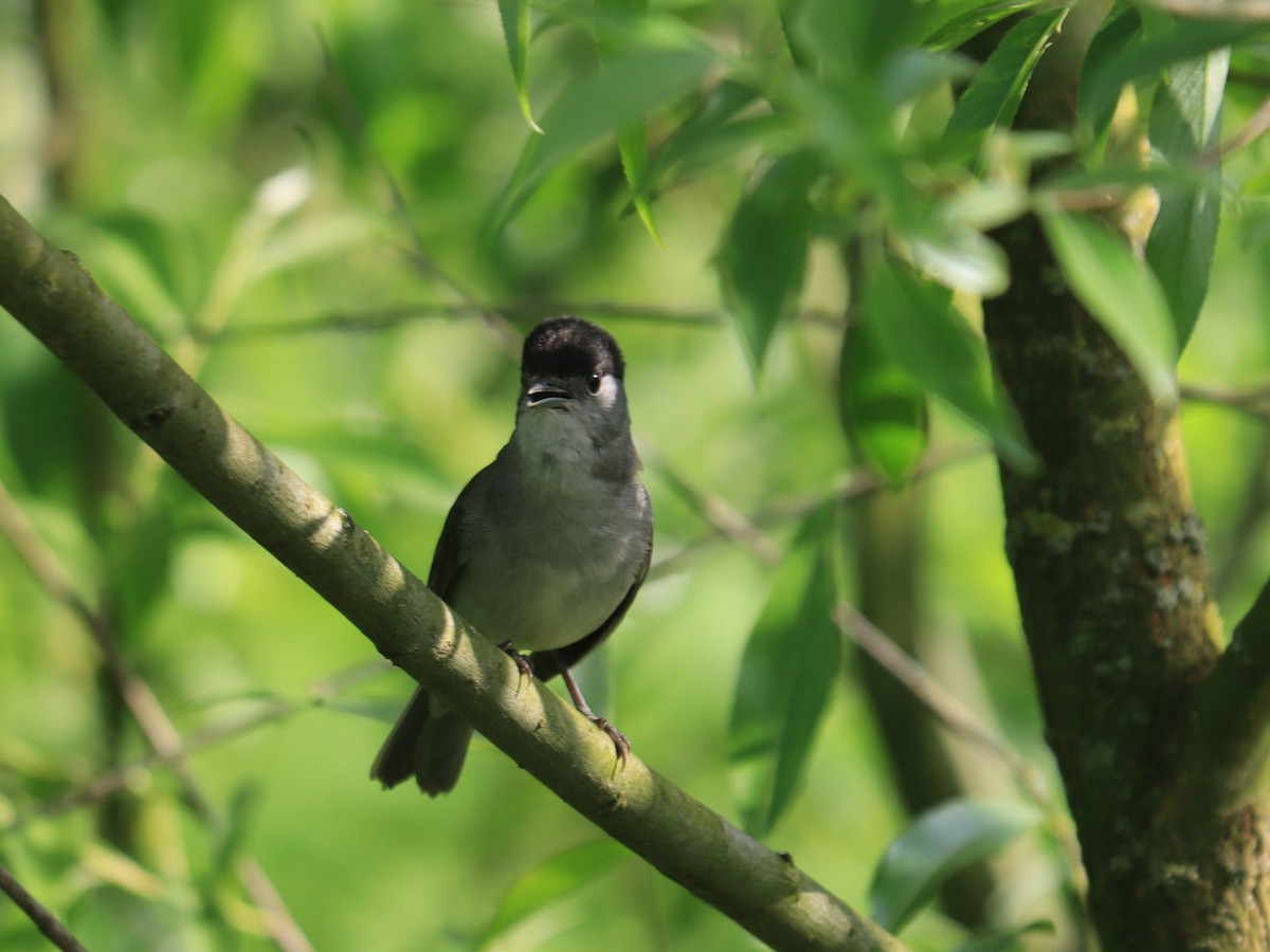 Eurasian Blackcap - ML620488080