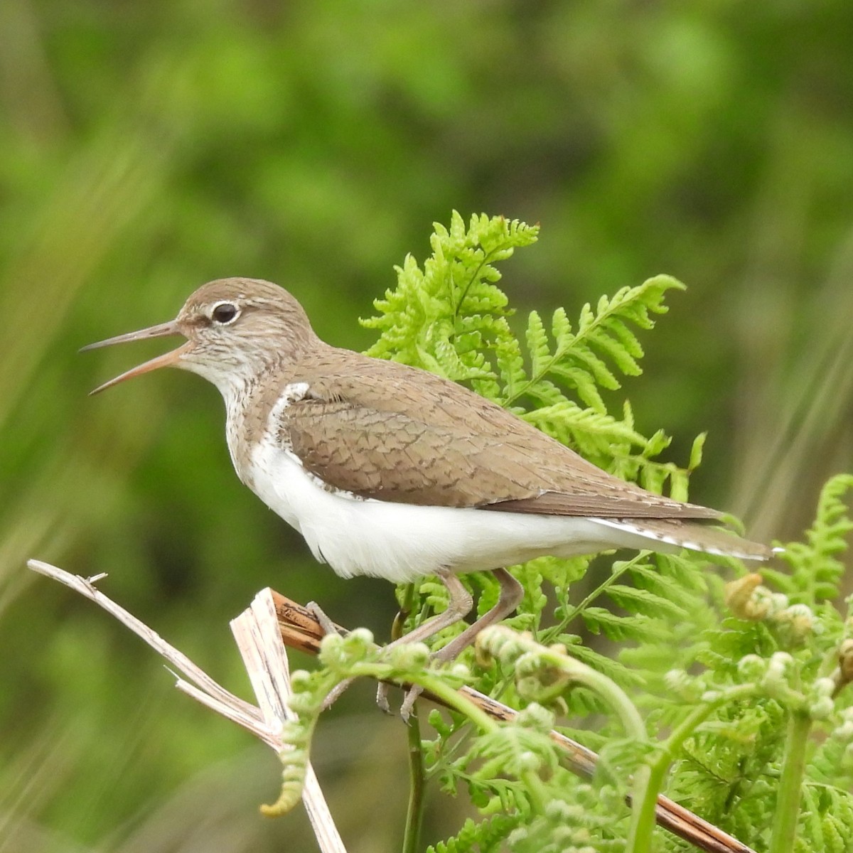 Common Sandpiper - ML620488082