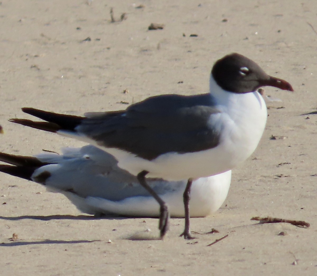 Laughing Gull - ML620488086