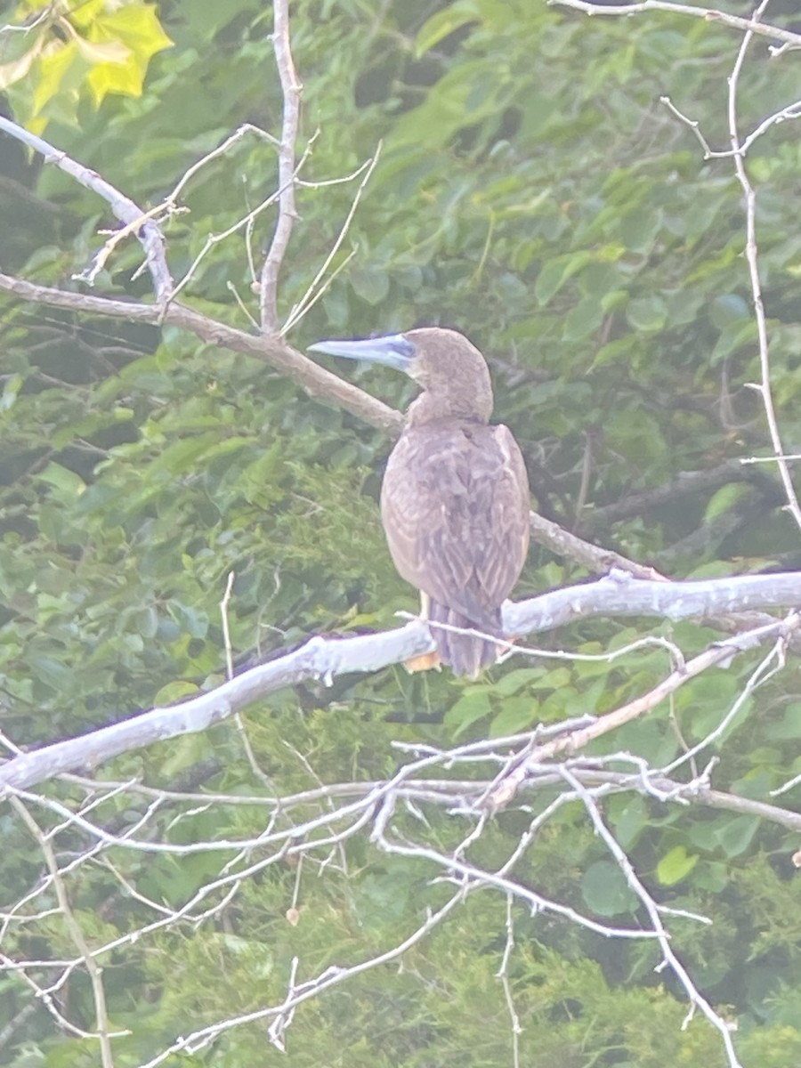 Brown Booby - ML620488094