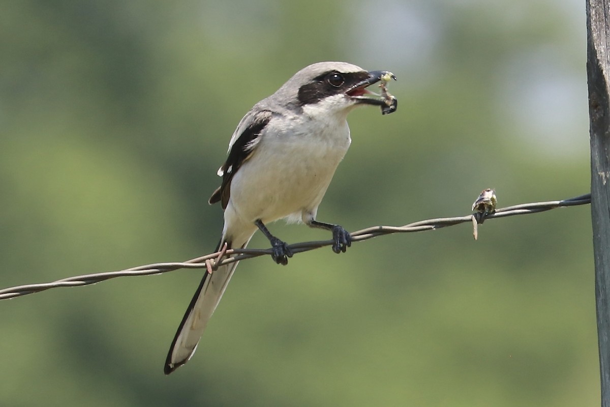 Pie-grièche migratrice - ML620488097