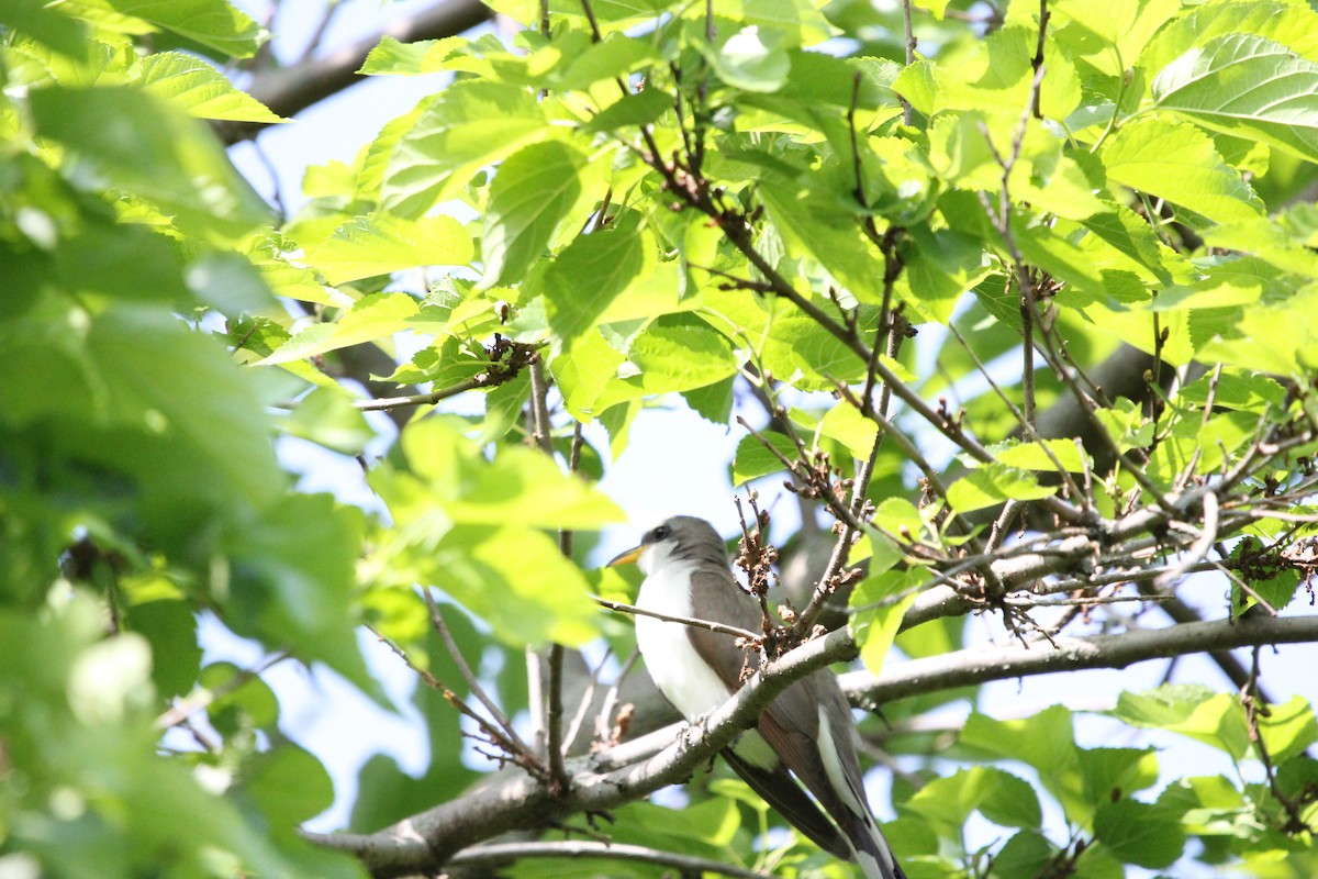 Yellow-billed Cuckoo - ML620488099