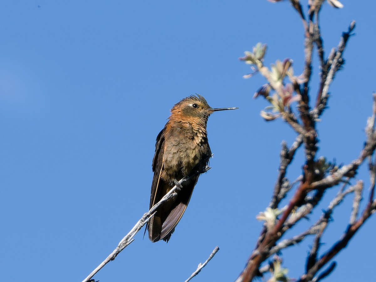 Colibri étincelant - ML620488103