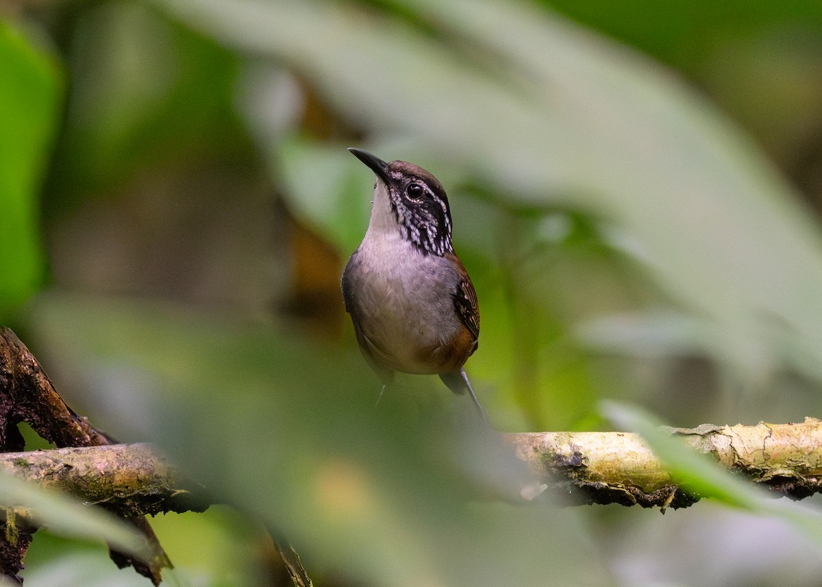 White-breasted Wood-Wren - ML620488104