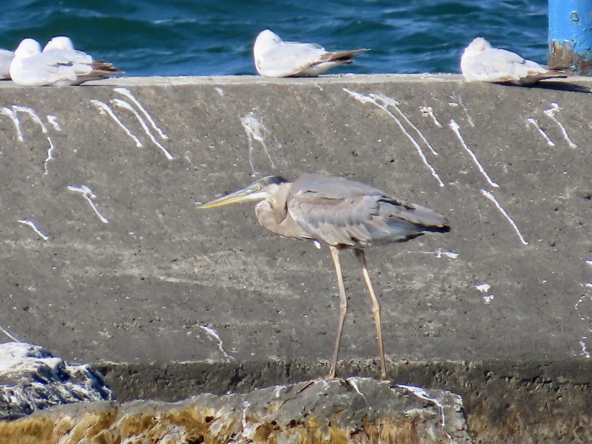 Great Blue Heron - ML620488106