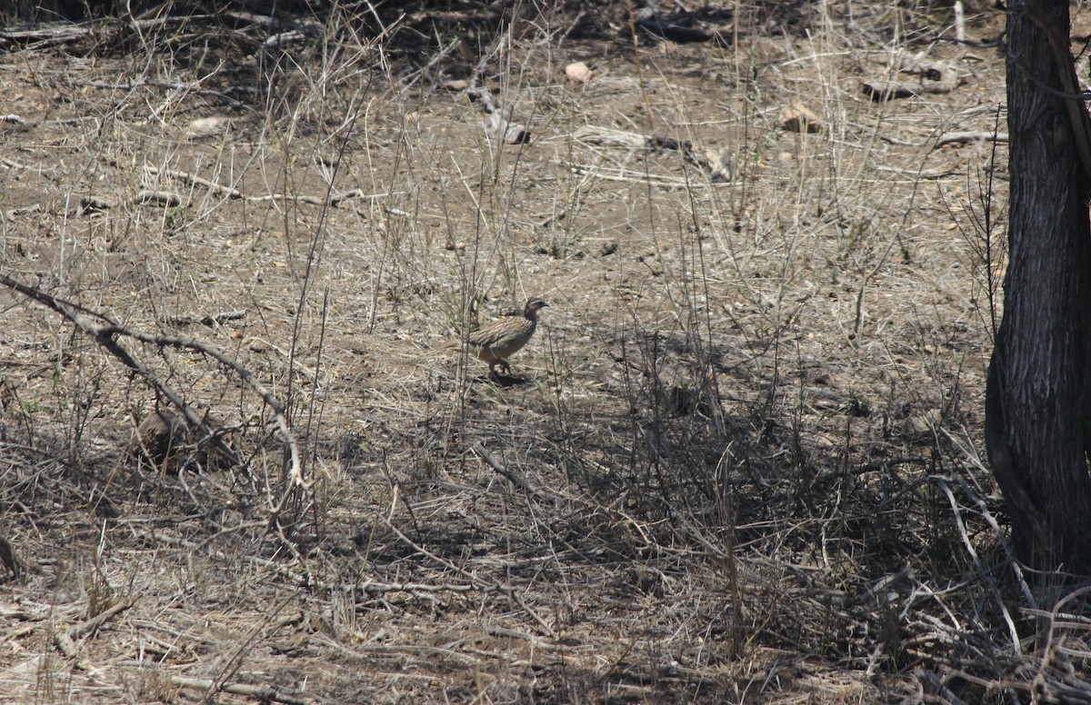 Crested Francolin - ML620488108