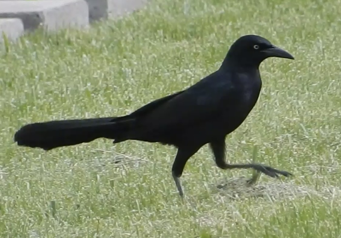 Great-tailed Grackle - ML620488119
