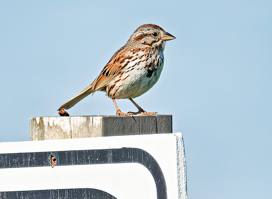 Song Sparrow - ML620488121