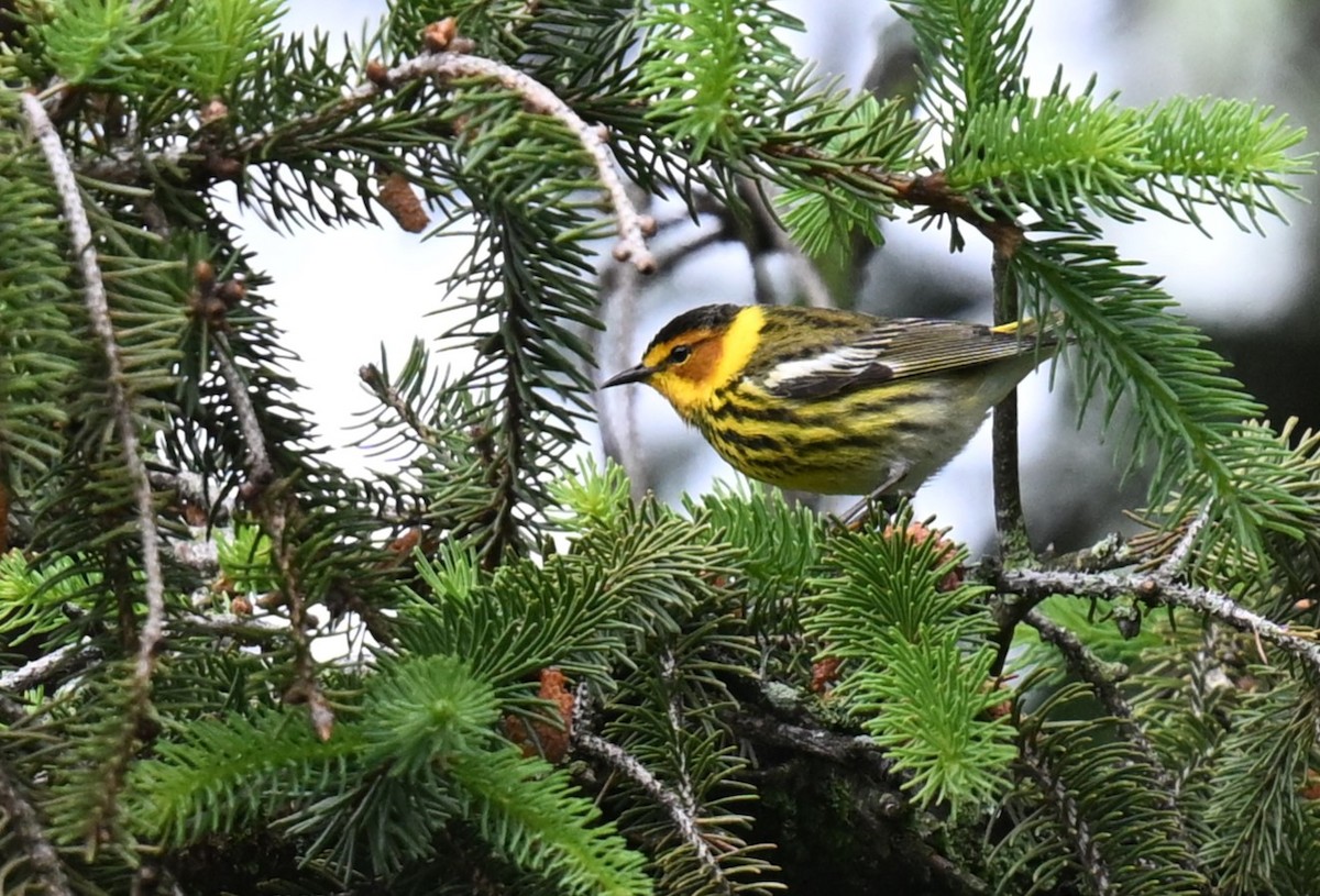 Cape May Warbler - ML620488122