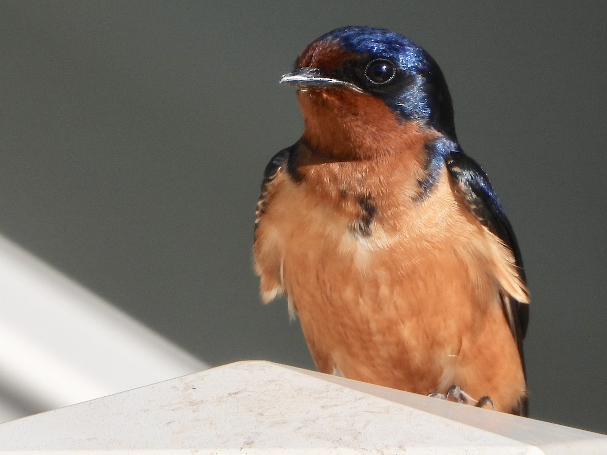 Barn Swallow - ML620488123