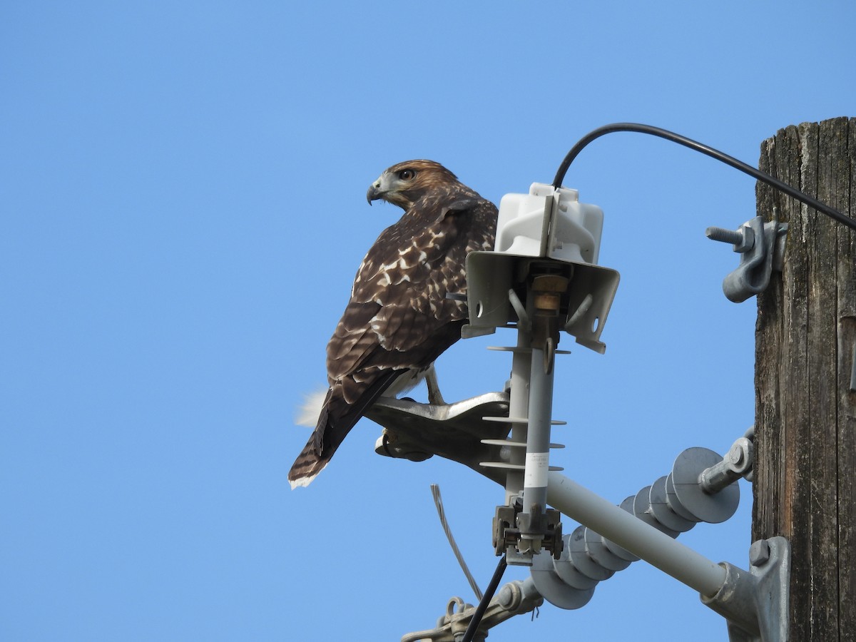 Red-tailed Hawk - ML620488126