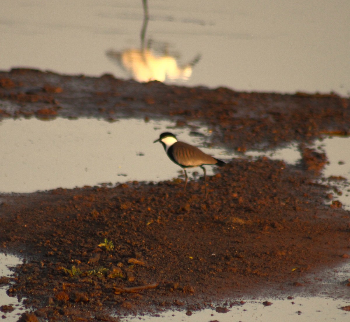 Spur-winged Lapwing - ML620488127