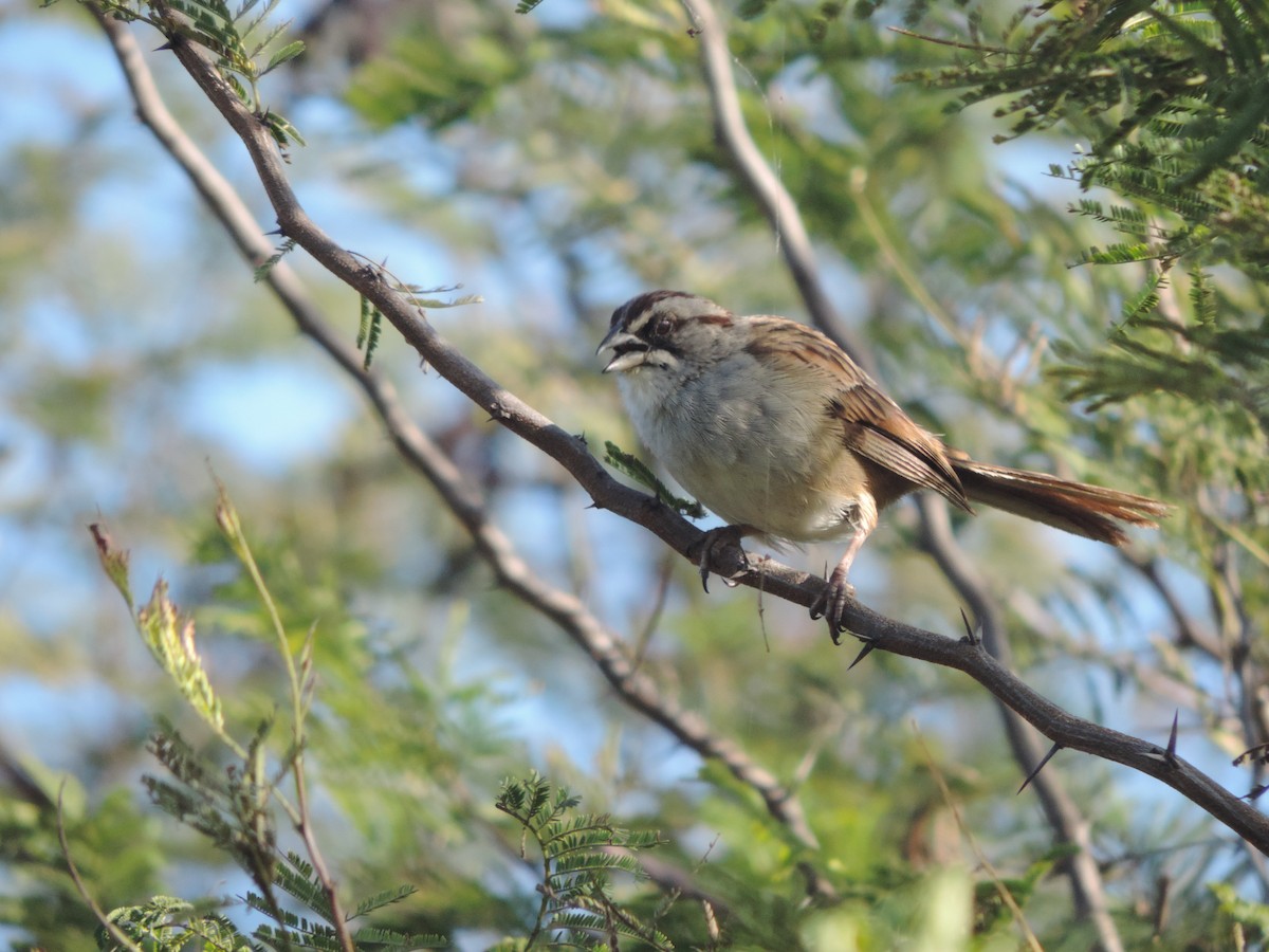 Yungas Sparrow - ML620488128