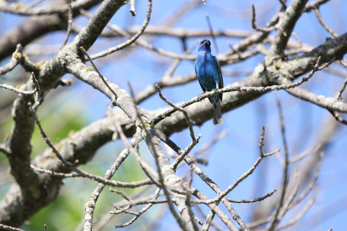 Indigo Bunting - ML620488131