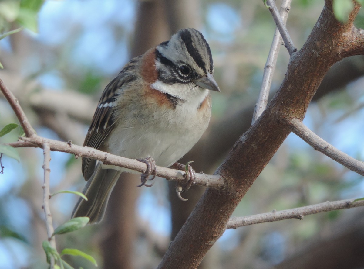 Rufous-collared Sparrow - ML620488133