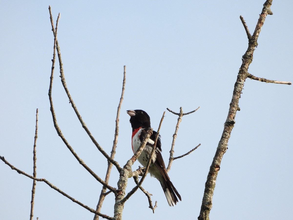 Rose-breasted Grosbeak - ML620488135