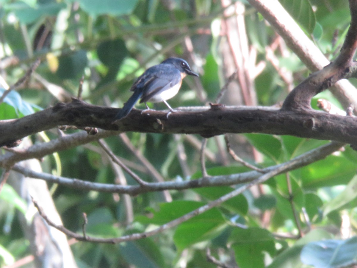 Tickell's Blue Flycatcher - ML620488142