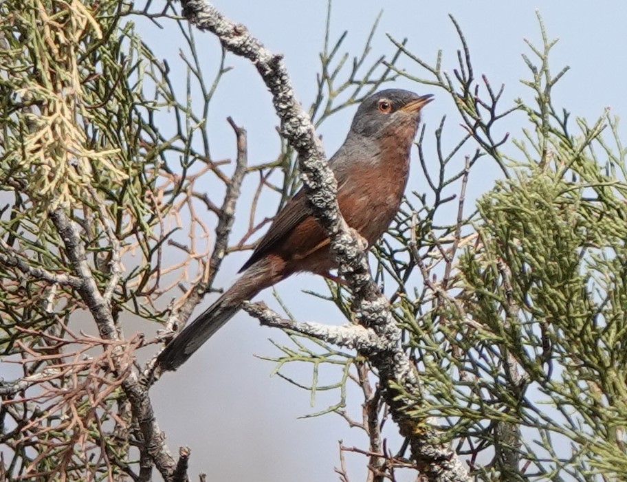 Tristram's Warbler - ML620488149