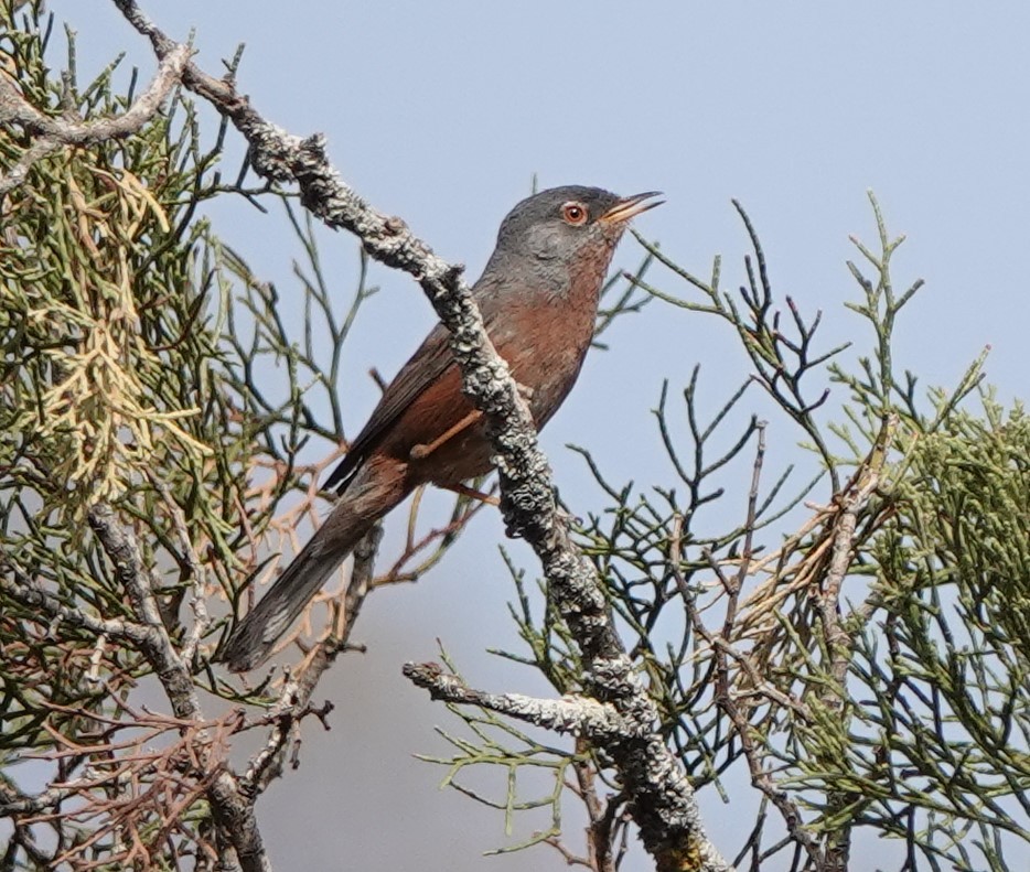 Tristram's Warbler - ML620488150