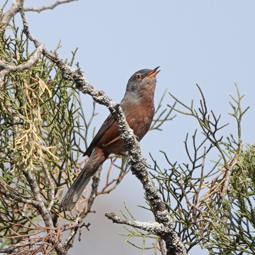 Tristram's Warbler - ML620488152