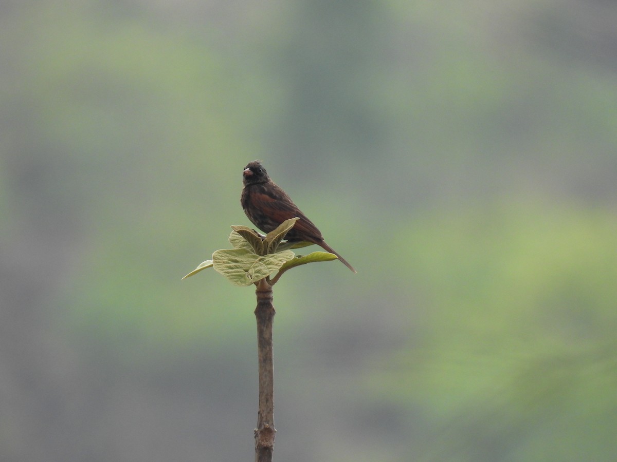 Crested Bunting - ML620488155
