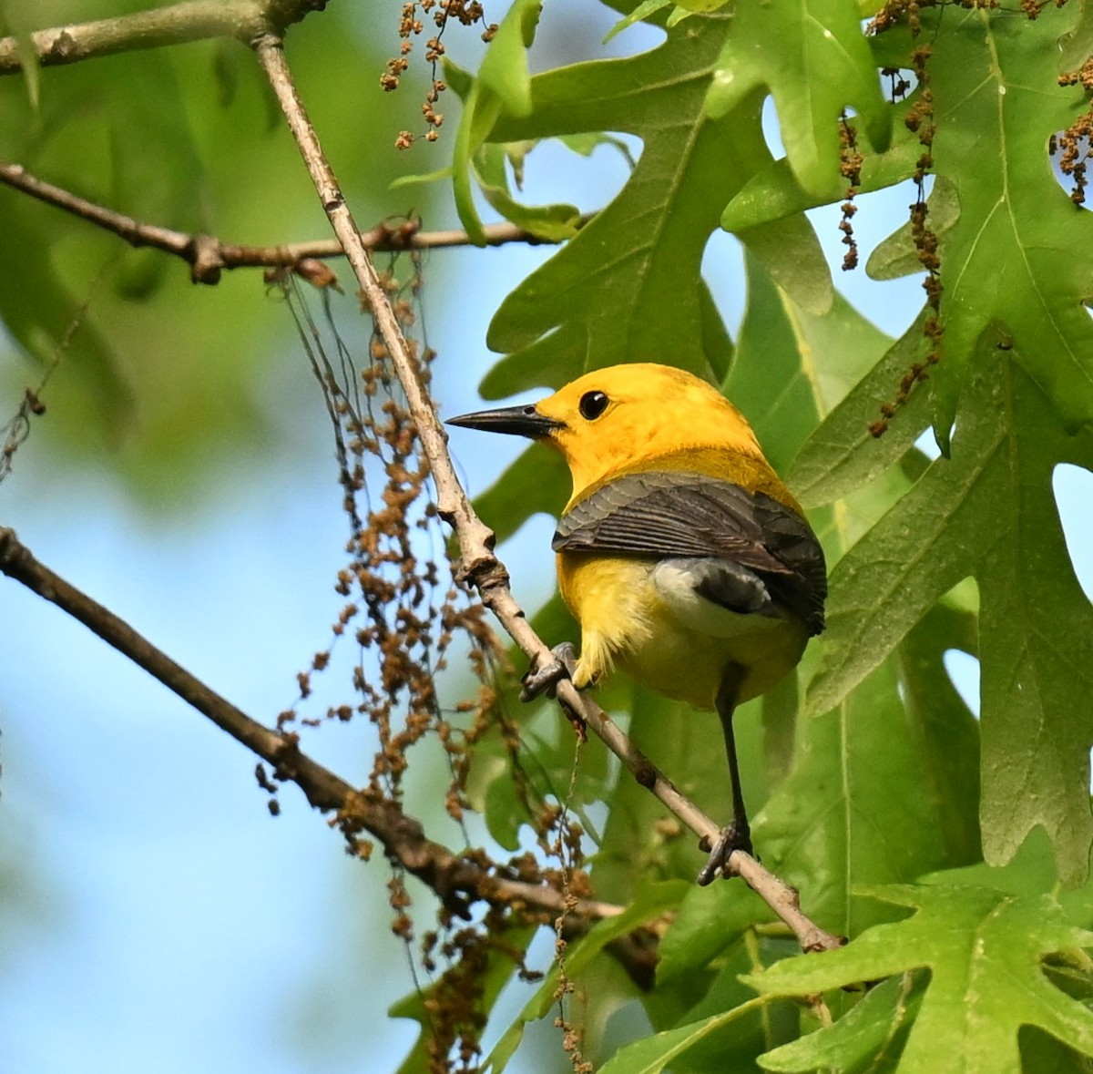 Prothonotary Warbler - ML620488158