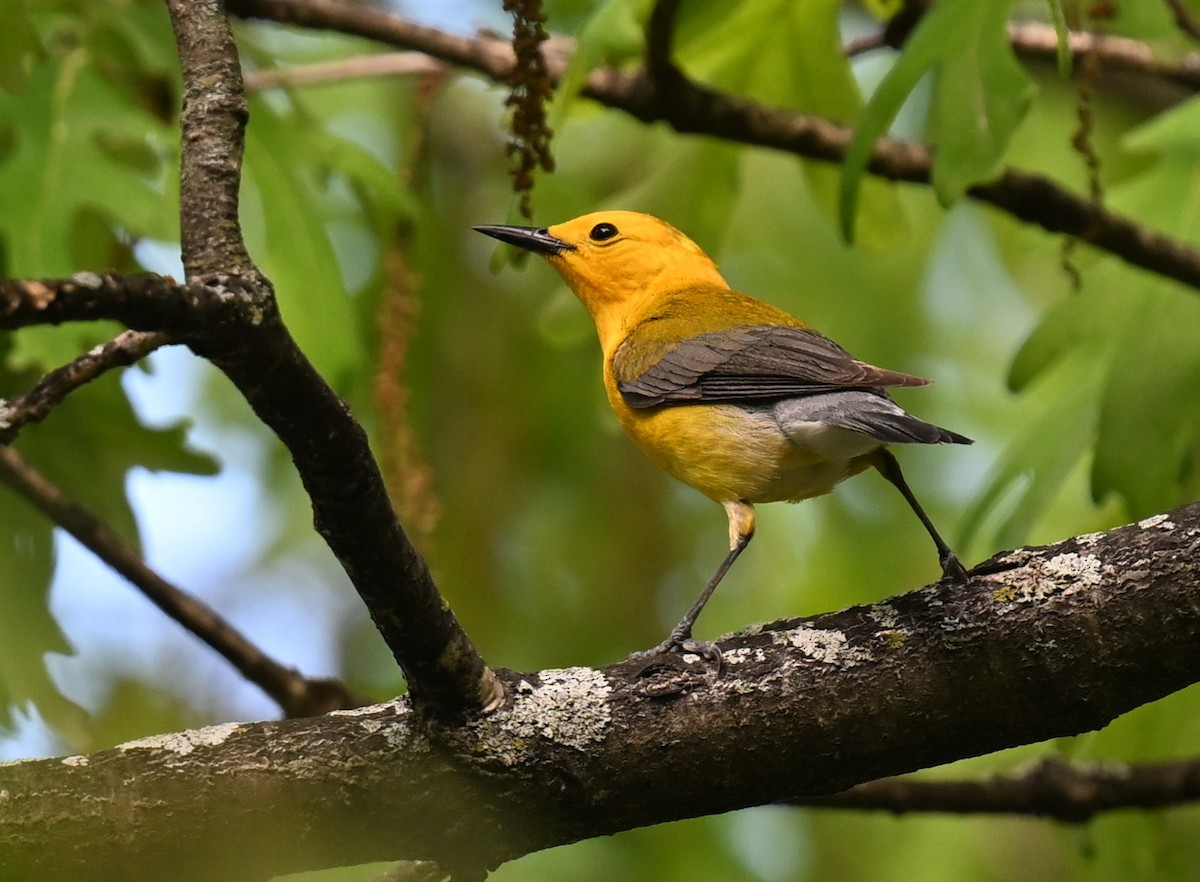 Prothonotary Warbler - ML620488159