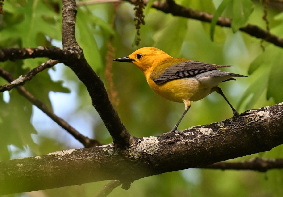 Prothonotary Warbler - ML620488161
