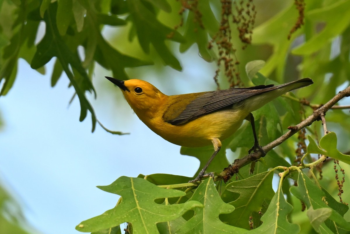 Prothonotary Warbler - ML620488162