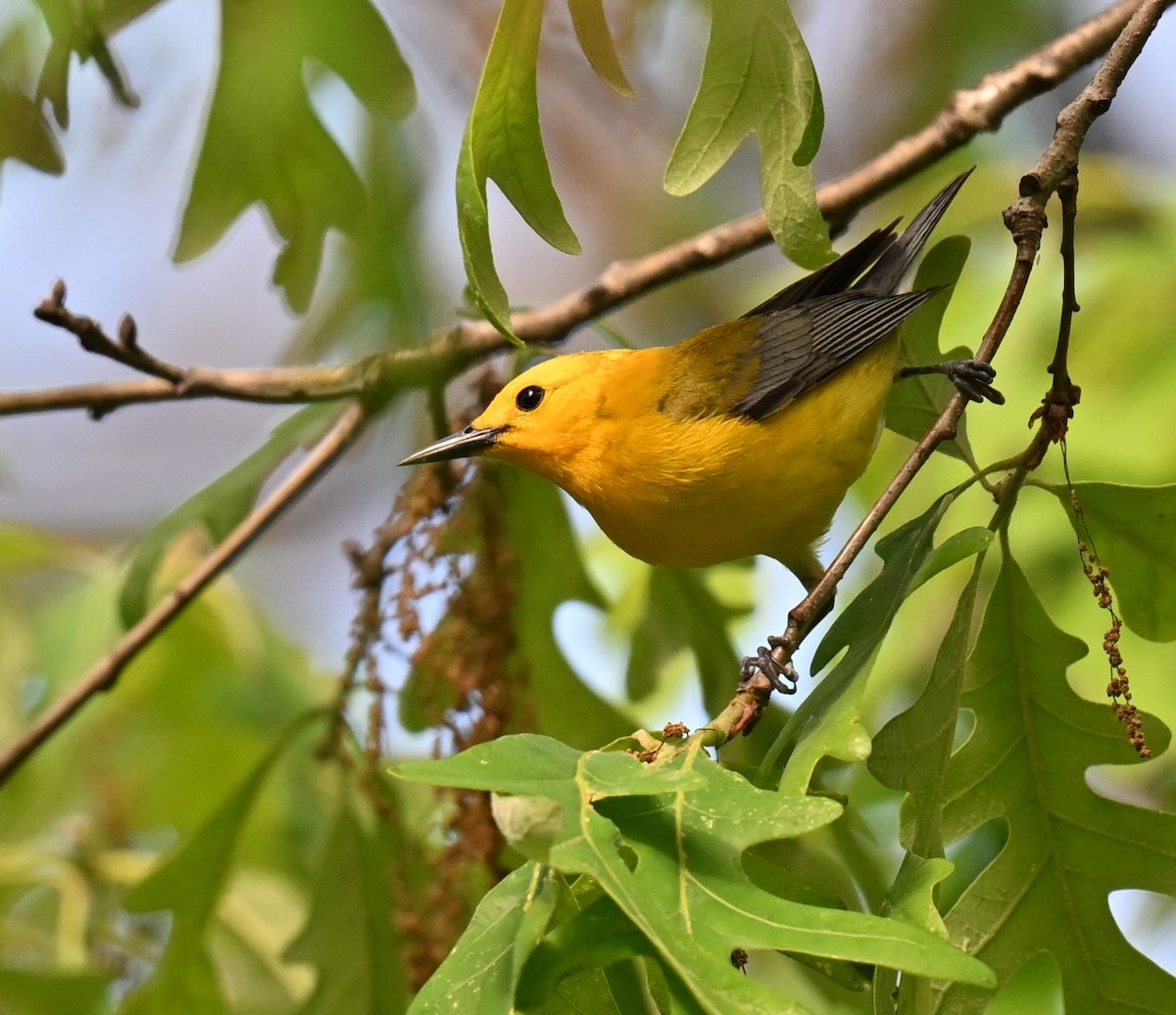 Prothonotary Warbler - ML620488164