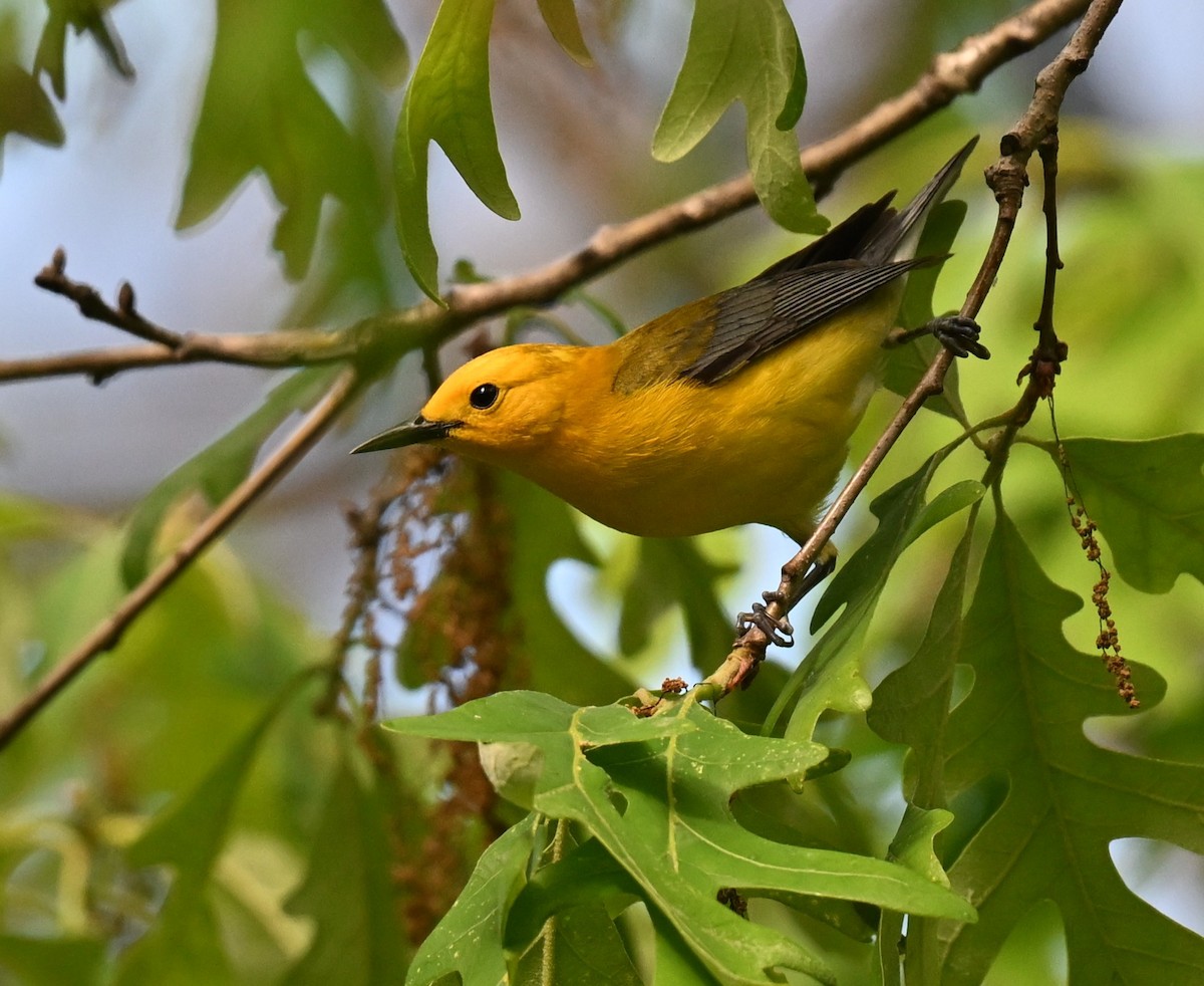 Prothonotary Warbler - ML620488165