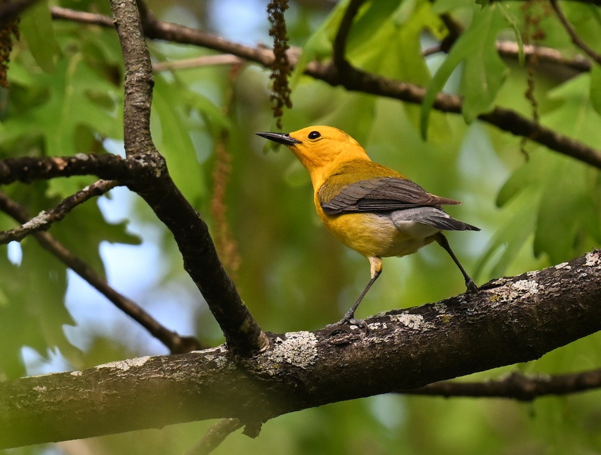 Prothonotary Warbler - ML620488168