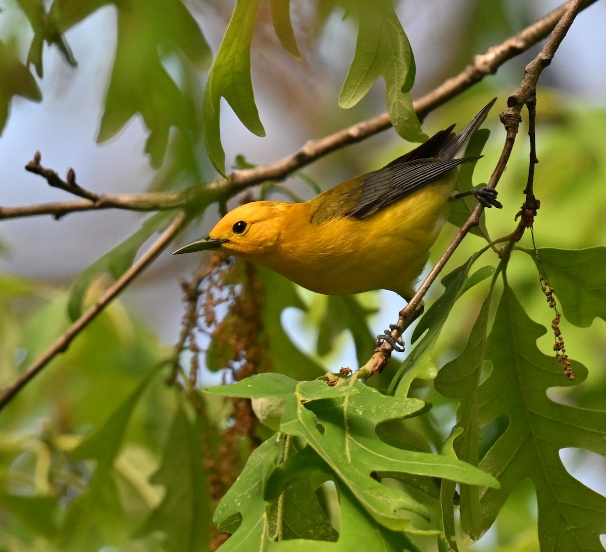 Prothonotary Warbler - ML620488170