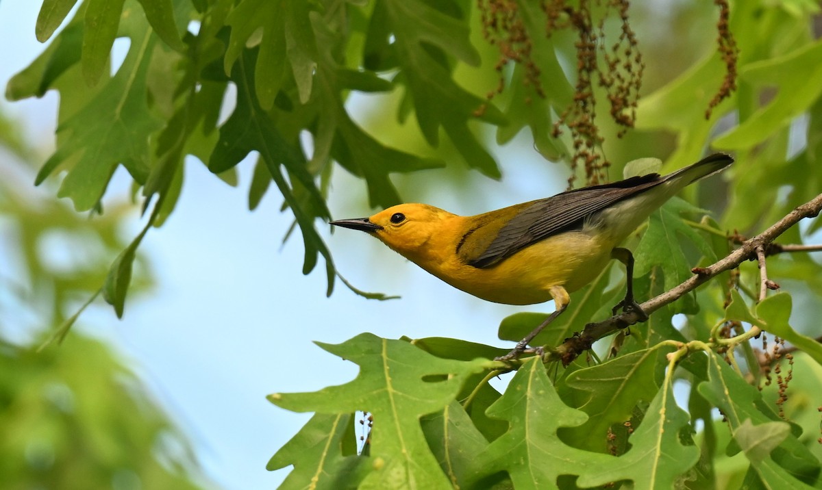 Prothonotary Warbler - ML620488171