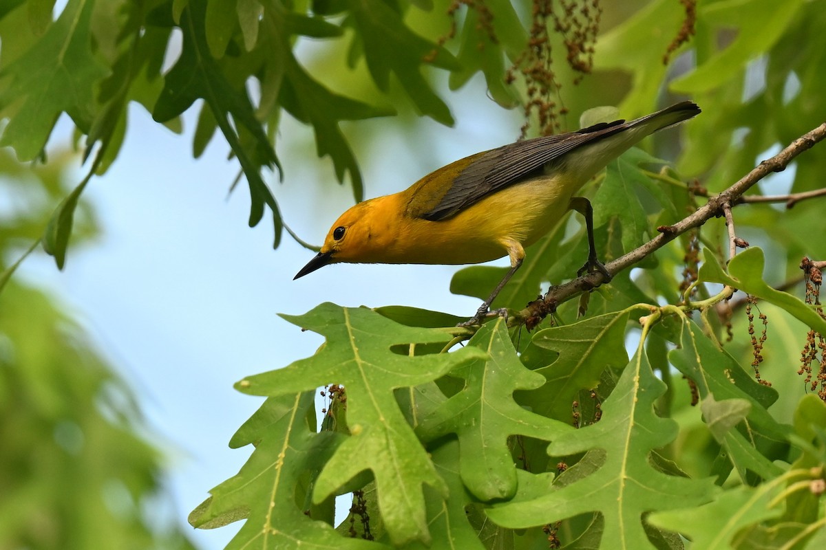 Prothonotary Warbler - ML620488174