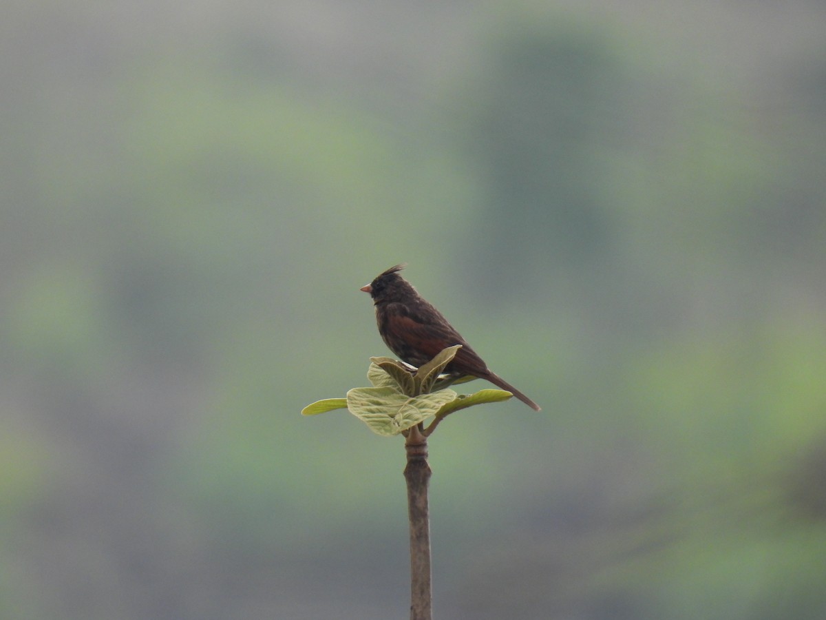 Crested Bunting - ML620488176
