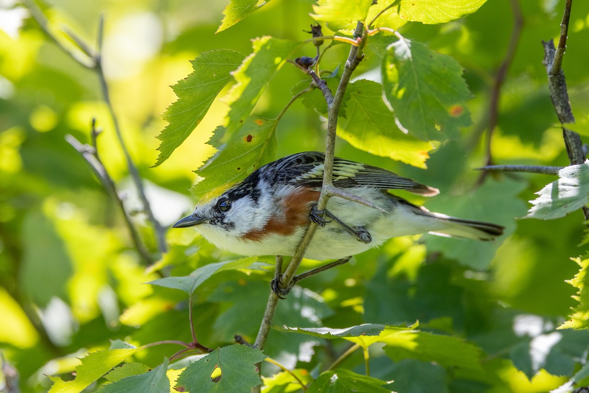 Chestnut-sided Warbler - ML620488184