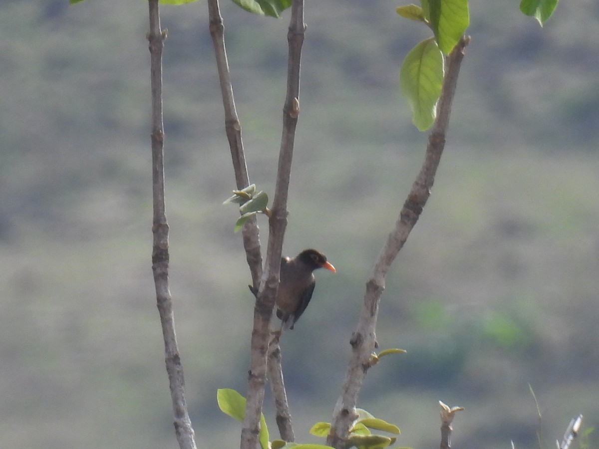 Jungle Myna - ML620488189