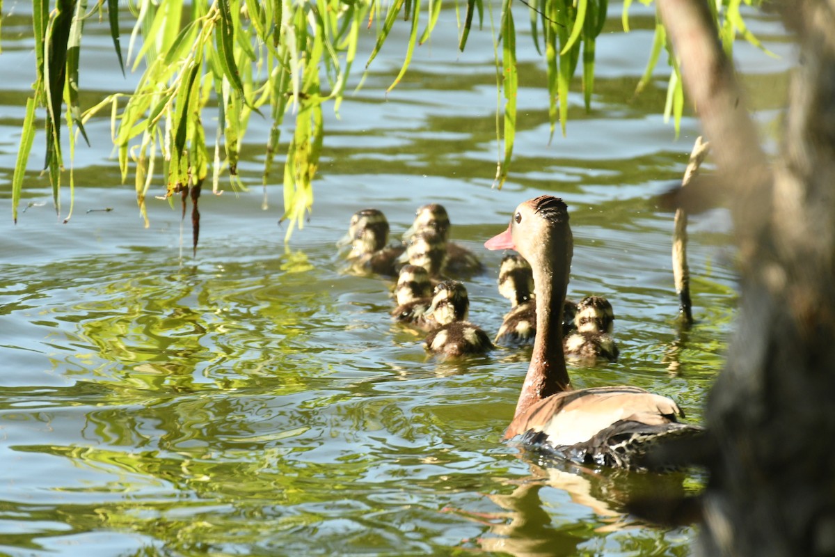 Black-bellied Whistling-Duck - ML620488192