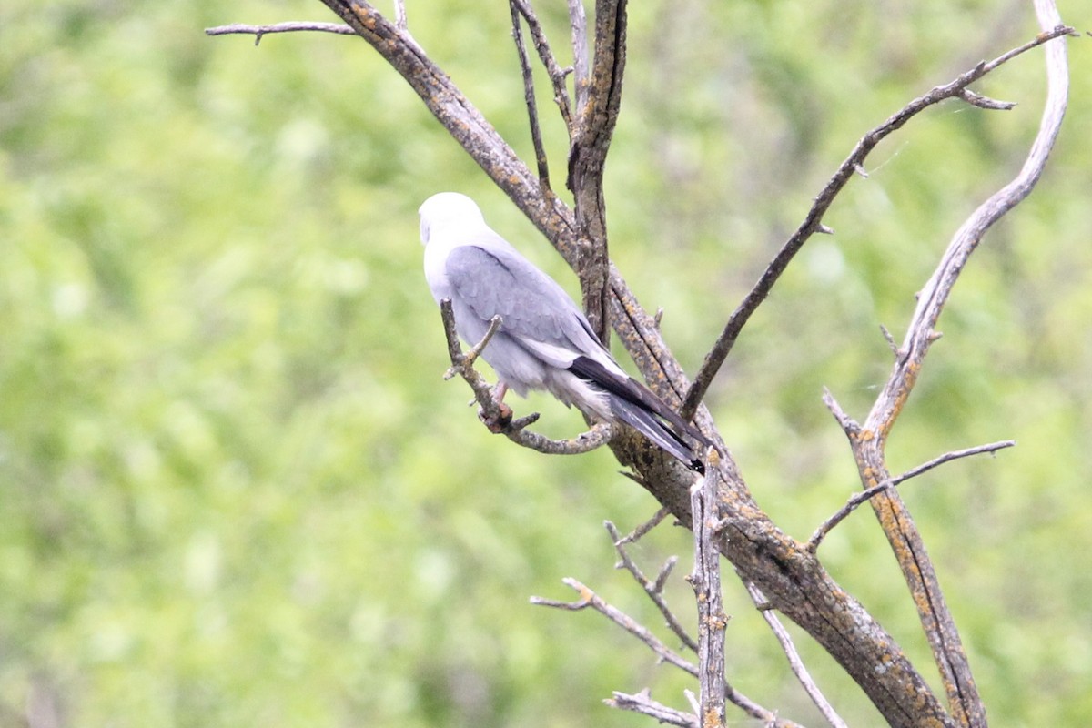 Mississippi Kite - Kansey Keogh