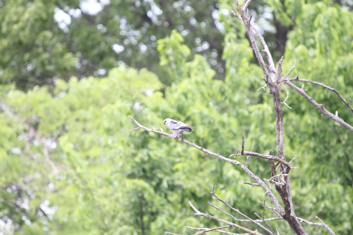 Mississippi Kite - ML620488205