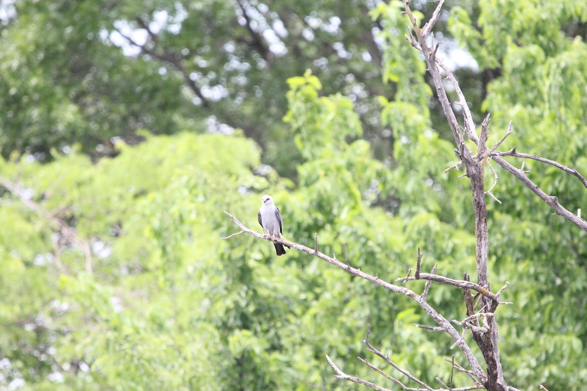 Mississippi Kite - ML620488206