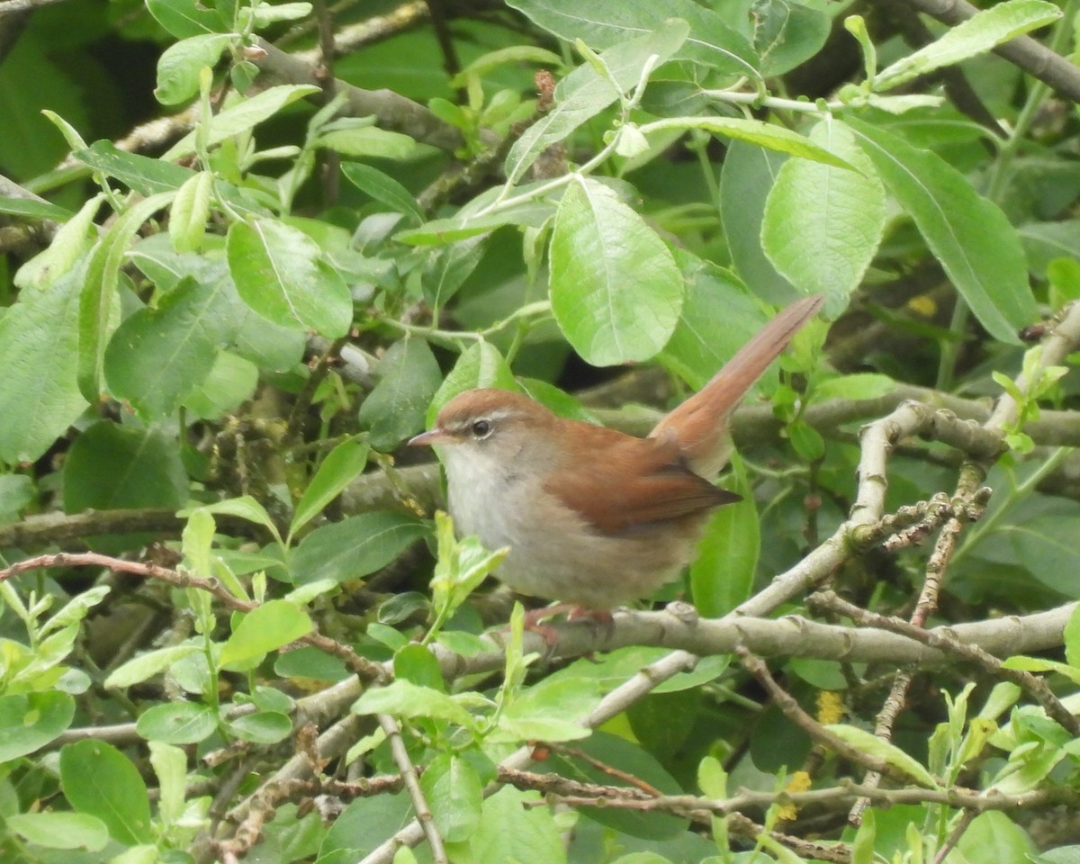 Cetti's Warbler - ML620488209