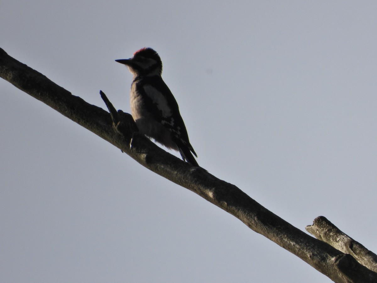 Great Spotted Woodpecker - ML620488211