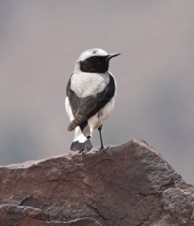 Atlas Wheatear - ML620488221