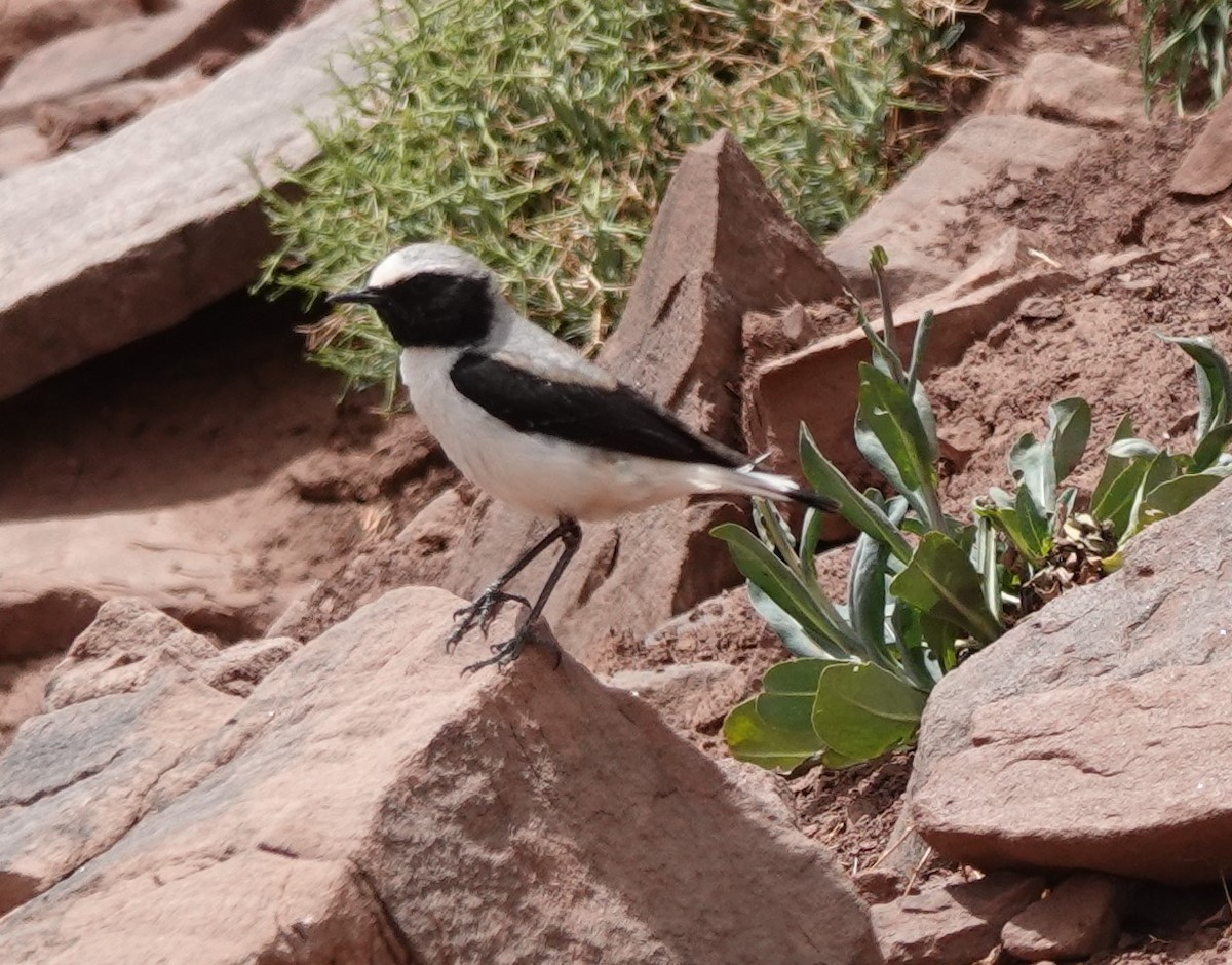 Atlas Wheatear - Martin Pitt