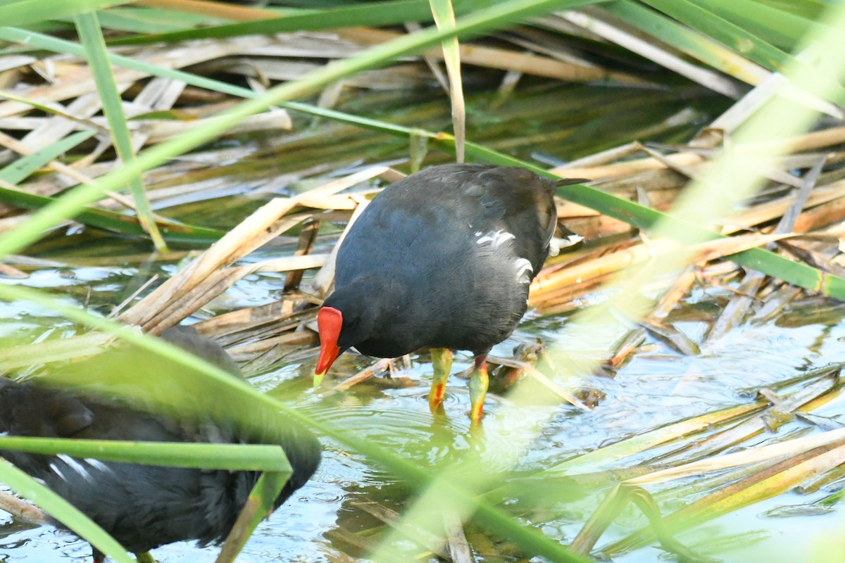 Gallinule d'Amérique - ML620488225