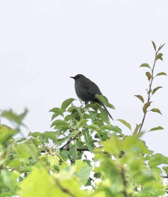 Gray Catbird - ML620488227