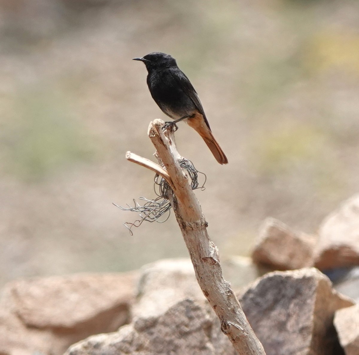 Black Redstart - ML620488230