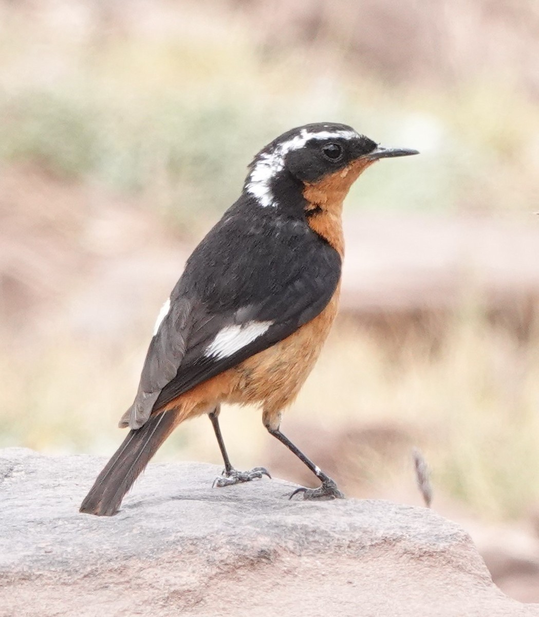 Moussier's Redstart - ML620488237